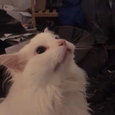 Thurston doing some shrimpin