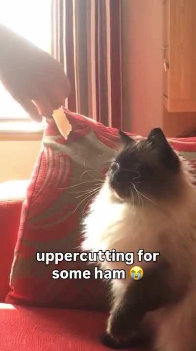 For the sake of the ham, he revealed his moves 💕