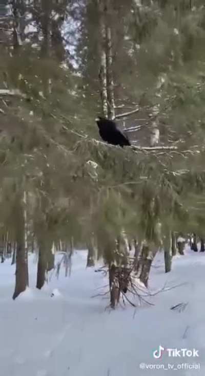 Был бы у меня такой ворон…
