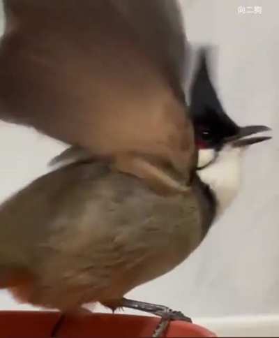 birbtalkinthebirdhouse