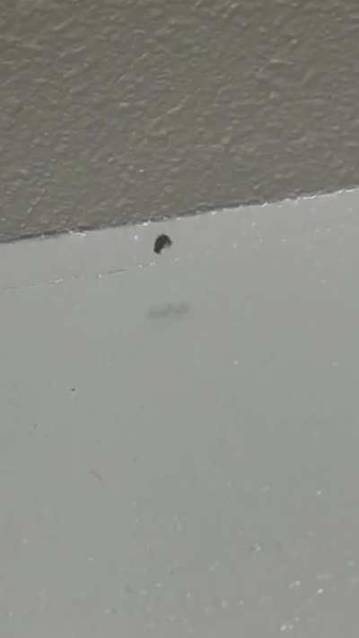 I thought there was an RC motor in my bathroom
