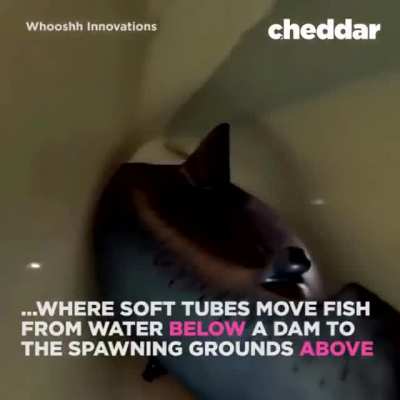 That looks kinda fun ngl
