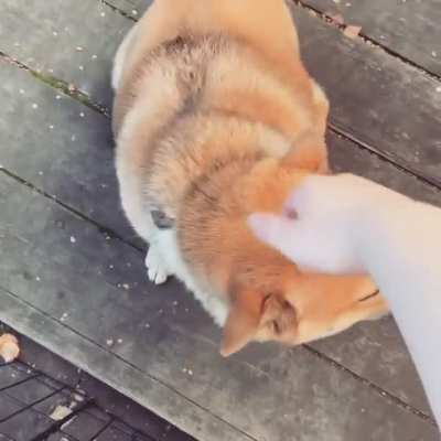 My shibe Candell!
