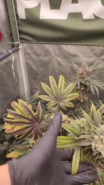 Harvest time be like 😂Heavy buds taking over.
