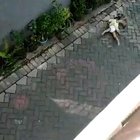Found footage of Chris kidnapping veronica so she can play lion king with him and tomar