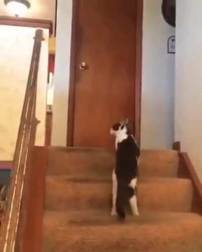 Zoom Zoom