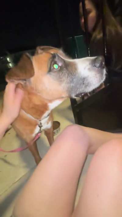 Lost dog found roaming