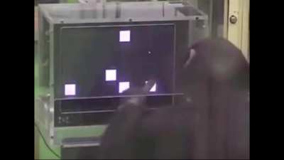 Chimp memorizing numbers in mere seconds