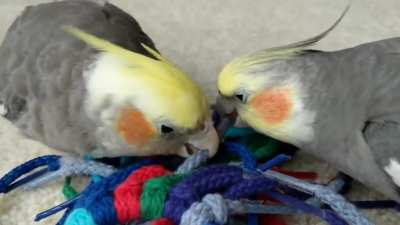 Shoelace party!