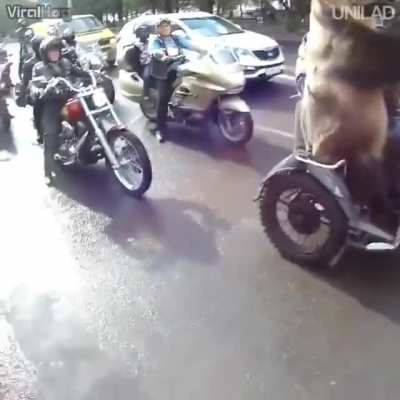ursinho fofão