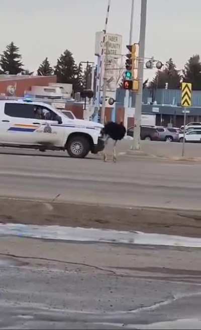 To catch an ostrich