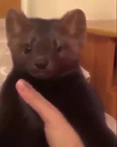 F