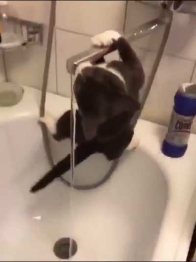 Just let the cat hang there