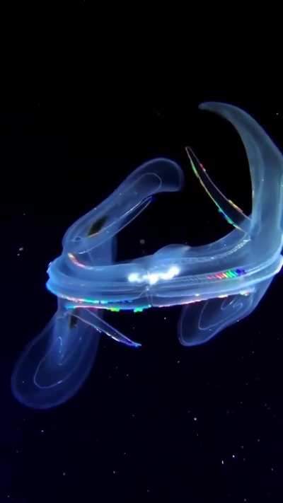 🔥Ctenophora, commonly known as comb jellies