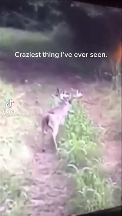 Deer is wack
