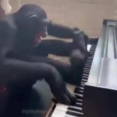 The Chimp Force 🐵🤝🐵