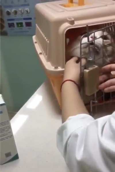 Found: Lost Cat