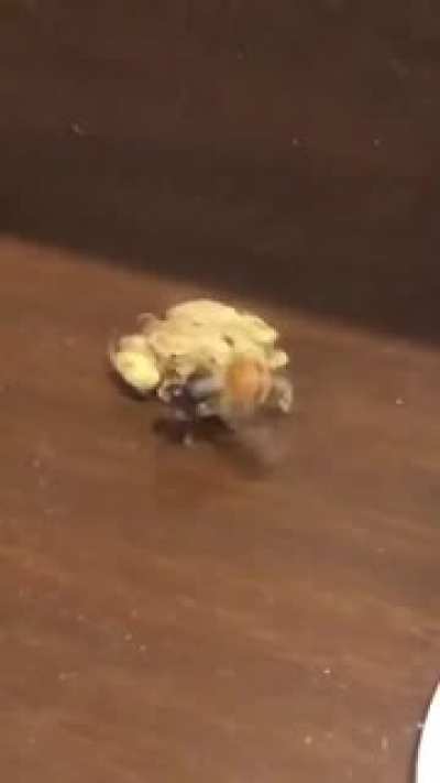 Bumble Bee found the weed