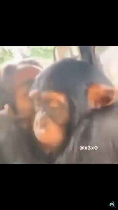 Monke want girlfriend, monke sad