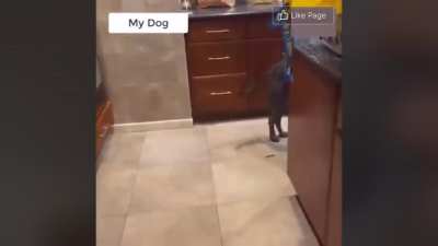 I thought the dog was gonna run away and cry...