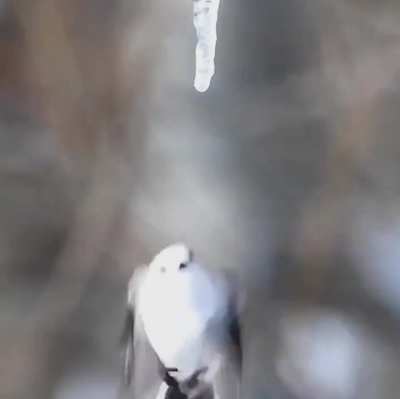 Long-tailed tit