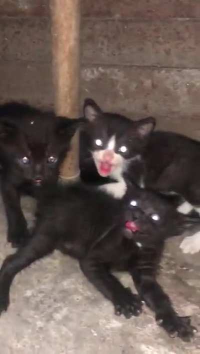 Me : Provides shelter and expensive cat food for stray cat so she can happily nourish her kids Her kids :