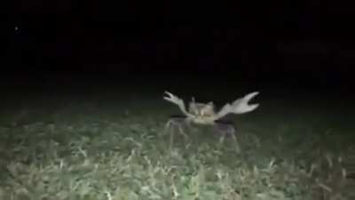 Mr krab