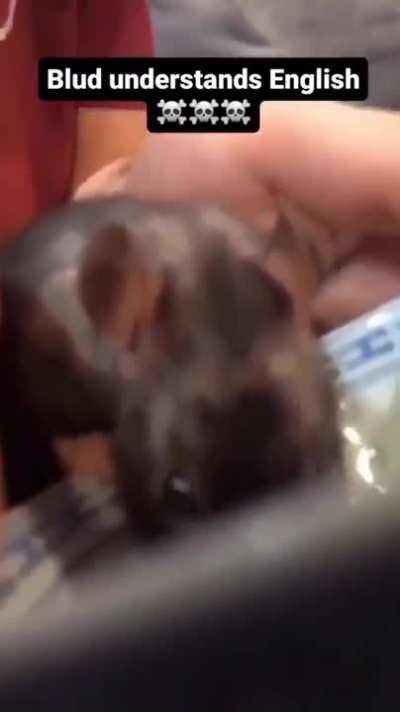 Rat Soup