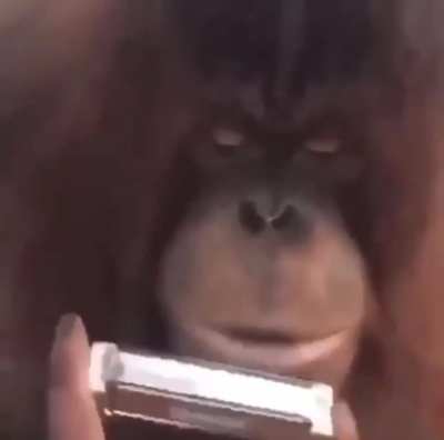 Monke Scott