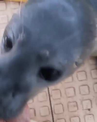 TeRrIfYiNg SeA cReAtUrE dEvOuRs A hUmAn SoUl