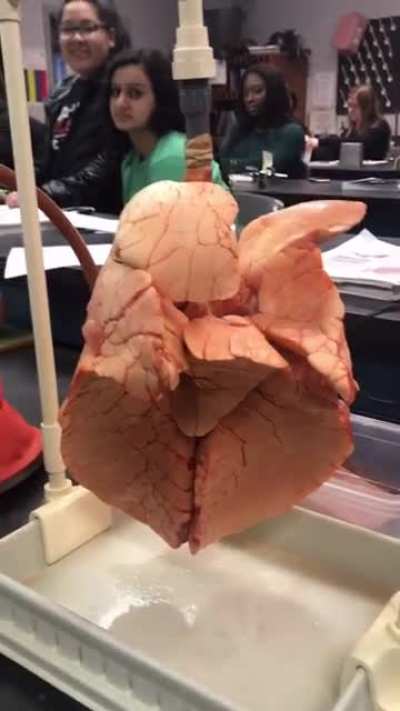 Healthy lungs vs smoker's lungs (credit: kanye.skillman)