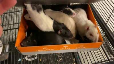 Rat Box Shenanigans