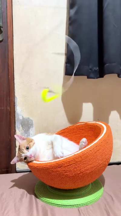 Bro saw his girl with another kitty