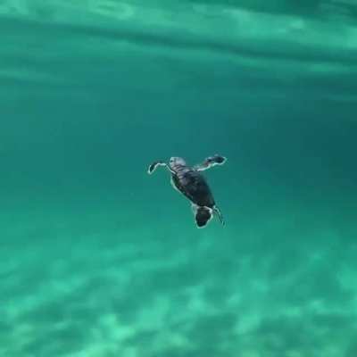 Really smooth follow of this little guy