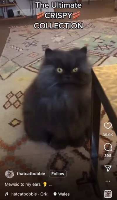 I recently stumbled across this instacat in all her glory 🚬