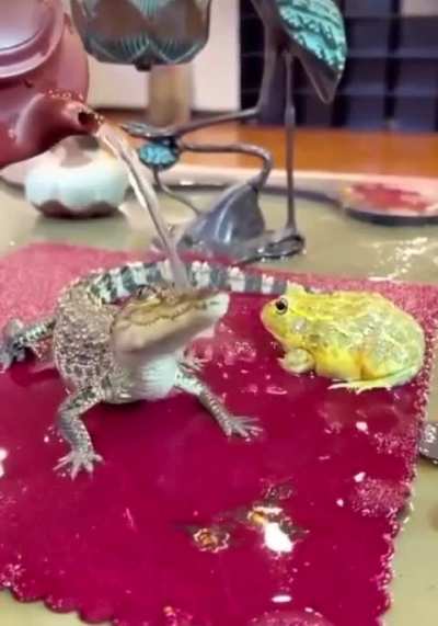 Baby gator in a moment of bliss