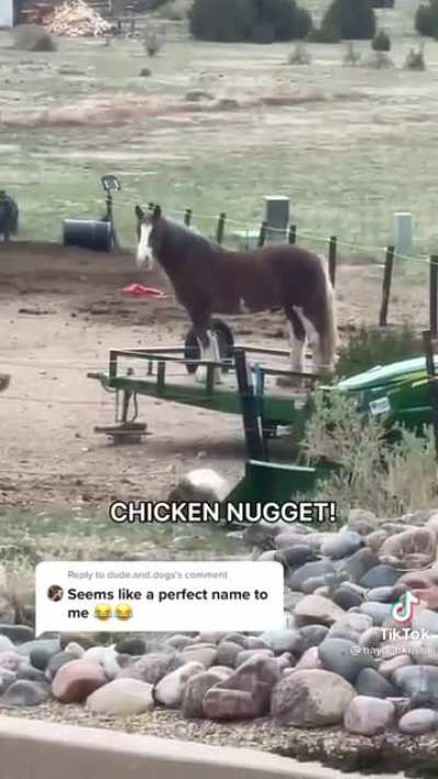 A very special name for a very special horse