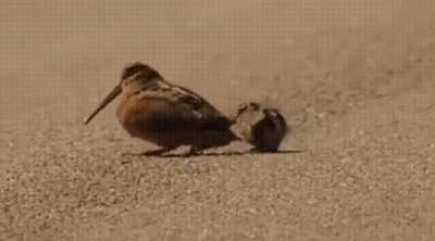 Mother Woodcock: 