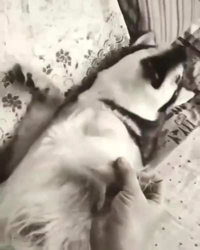 poor doggo