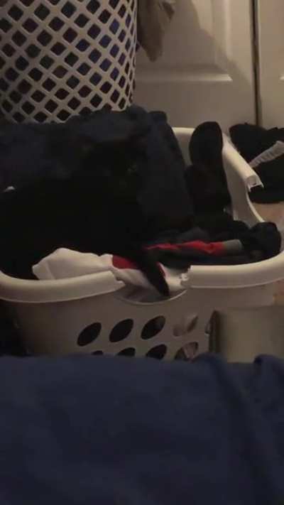 The way my cat is sitting makes it look like that’s his arm moving