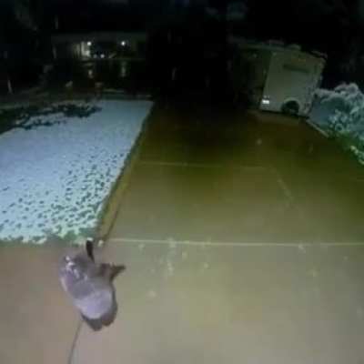 Baby bear trying to catch snowflakes