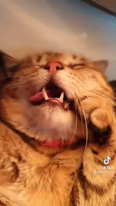 Sleepy little derp
