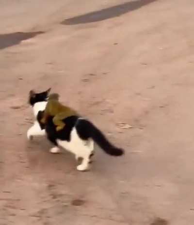 Animal adaptation