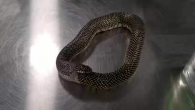 How to stop a snake from eating itself, I guess.