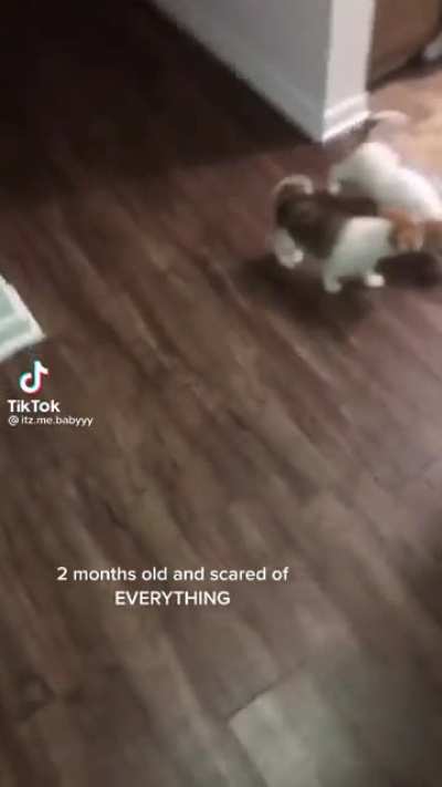 Poor pups