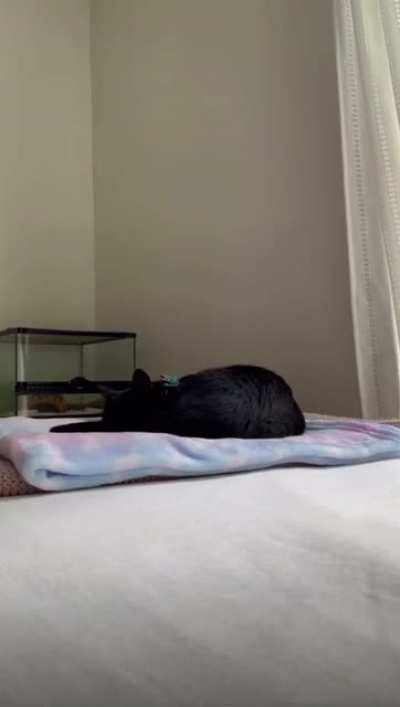 just a normal sleepy cat