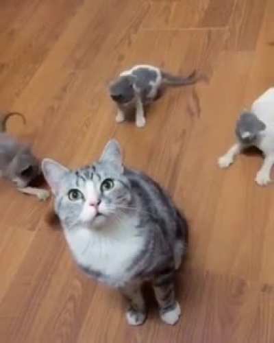 How to keep kitten entertain 😂