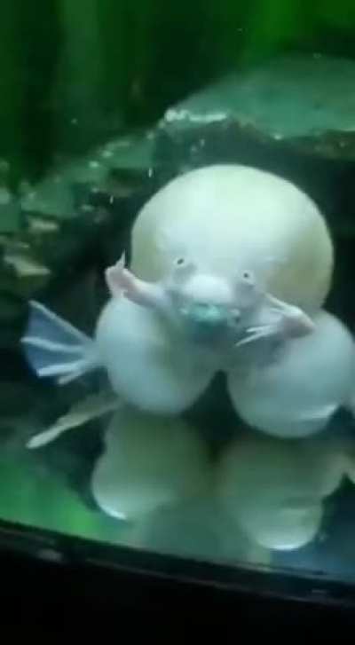 African clawed frog