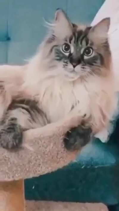 Cat like this music!