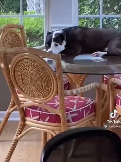 Doggo picking up bad habits from the cats